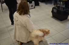 Katttenshow Arendonk 2020 DSC 0179