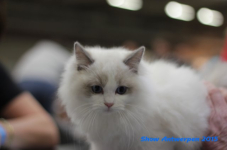 antw 2015 185