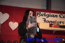 bcf antw 2010 194