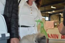 Show Laakdal 2022 0093