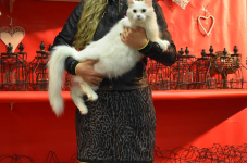 Katttenshow Arendonk 2020 DSC 0450