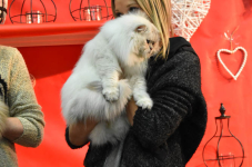 Katttenshow Arendonk 2020 DSC 0727