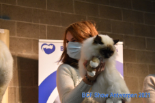 Show Antwerpen 2021 350