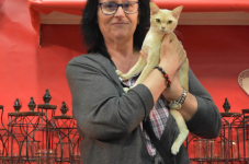 Katttenshow Arendonk 2020 DSC 0442