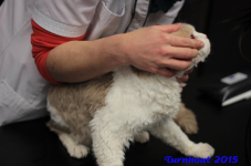 turnhout20150034
