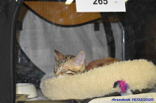 Katttenshow Arendonk 2020 DSC 0077