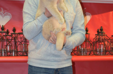 Katttenshow Arendonk 2020 DSC 0241