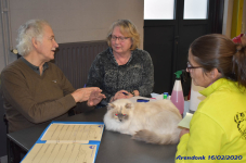 Katttenshow Arendonk 2020 DSC 0212