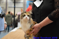 turnhout 2019-0333