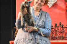 Katttenshow Arendonk 2020 DSC 0463