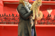 Katttenshow Arendonk 2020 DSC 0570