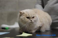 antw 2015 232