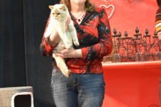 Katttenshow Arendonk 2020 DSC 0550