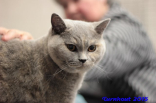 turnhout20150225