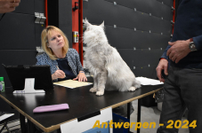 Antwerpen 208