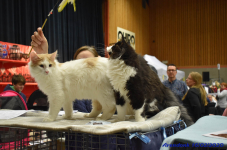 Katttenshow Arendonk 2020 DSC 0323
