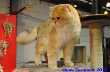 turnhout 2019-0233
