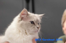 turnhout 2013 img 0060