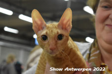 Antwerp 2022402