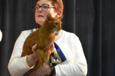 Katttenshow Arendonk 2020 DSC 0619