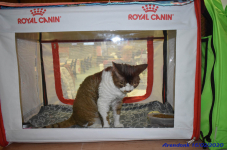 Katttenshow Arendonk 2020 DSC 0074