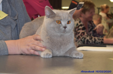 Katttenshow Arendonk 2020 DSC 0237