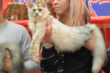 Katttenshow Arendonk 2020 DSC 0683