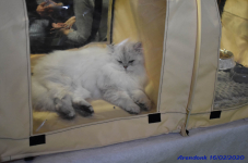 Katttenshow Arendonk 2020 DSC 0384