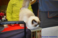 Katttenshow Arendonk 2020 DSC 0117