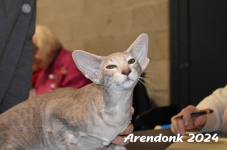 Arendonk 2024 221