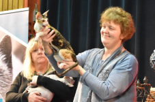 Katttenshow Arendonk 2020 DSC 0633