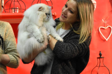 Katttenshow Arendonk 2020 DSC 0730