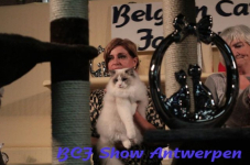 antwerpen 2012 266