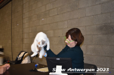 Schow Antwerpen 2023 275