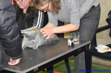 Katttenshow Arendonk 2020 DSC 0105