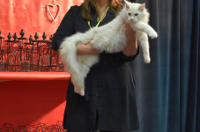Katttenshow Arendonk 2020 DSC 0395