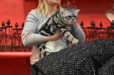Katttenshow Arendonk 2020 DSC 0280