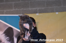 Schow Antwerpen 2023 384