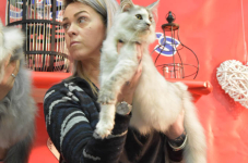 Katttenshow Arendonk 2020 DSC 0669