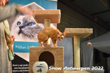 Antwerp 2022391
