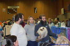 Katttenshow Arendonk 2020 DSC 0247