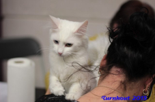 turnhout20150228