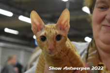 Antwerp 2022404
