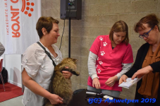 Antwerpen 2019DSC 0097