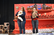 Katttenshow Arendonk 2020 DSC 0478