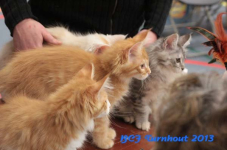 turnhout 2013 img 9929
