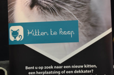 Katttenshow Arendonk 2020 DSC 0005