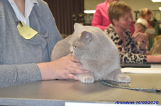 Katttenshow Arendonk 2020 DSC 0236