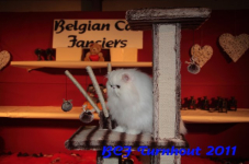 bcf antw 2010 291