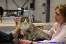 turnhout 2019-0280